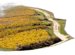 photos du vin Chablis "Vent d'Ange" 2020