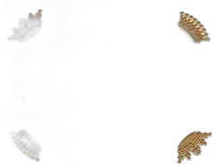 illustration du vin Château Branaire Ducru 2022