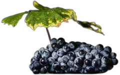 illustration du vin Rugiens 1er Cru