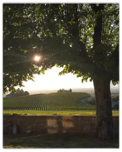 vue du vin Côte Roannaise Eclat de Granite