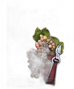 image du vin 5 Magazine des Raisins et des Hommes le Jajazine n° 9