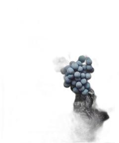 image du vin 5 Magazine des Raisins et des Hommes le Jajazine n° 9