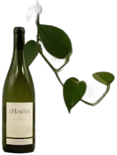 photo du vin Bergerie du Capucin "Dame Jeanne" Igp Saint-Guilhem le Désert Blanc