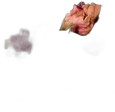 illustration du vin Thé Vert Bali Vrac Sachet de 100gr Dammann