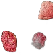 photo du vin Thé Vert 1 2 3 je m’en Vais Aux Bois Vrac Sachet de 100gr Dammann