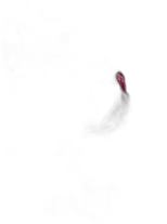 aperçu du vin Tisane Bali Vrac Sachet de 100gr Dammann