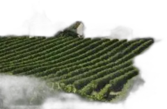 photo Sauvignon 