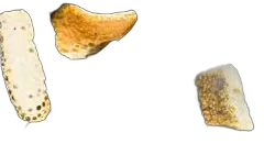 illustration du vin Thé Noir Agrumes Vrac Sachet de 100gr Dammann