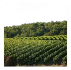 photo Château Landereau Sans Sulfites Bordeaux Rouge 2022