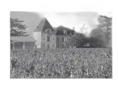 image du vin Château l’Evangile 2024