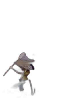 image du vin Pays oc Igp Chardonnay Arrogant Frog Bio