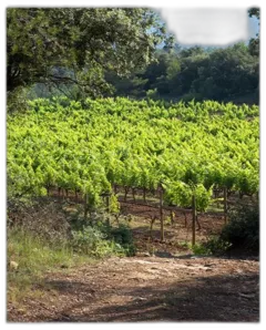 image du vin Château Revelette Collection Taillevent 2021